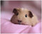 TWYYDP Klassisches Puzzle 1000 Teile Lustiges Meerschweinchen Geburtstagsgeschenk