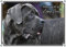 Petsigns Hundeschild Cane Corso - wunderschönes Warnschild - uv-beständig - Italien. Dogge, DIN A4