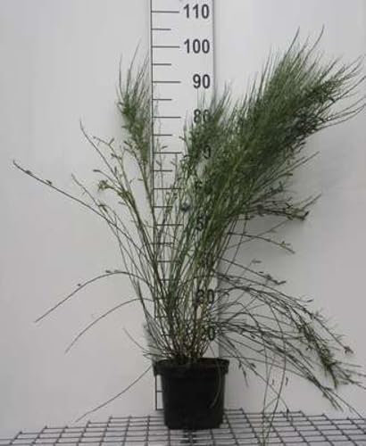 Cytisus praecox - Ginster 40-60 cm Container
