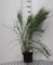 Cytisus praecox - Ginster 40-60 cm Container