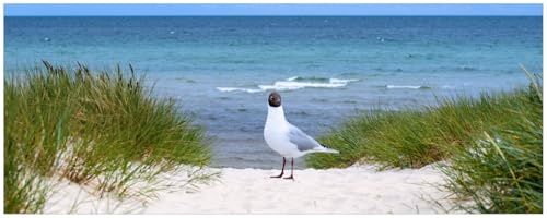 Wallario Poster - Möwe auf der Düne in Premiumqualität, Größe: 50 x 125 cm