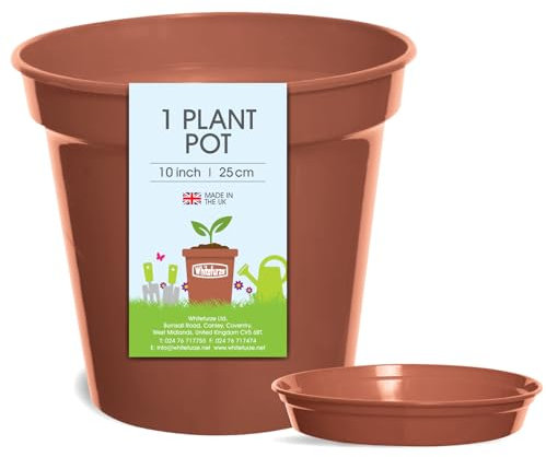 Whitefurze Plant, Pot & Saucer Set, 10 IN/25 CM