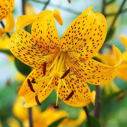 COOTO Garten Lilien Zwiebeln Winterhart Mehrjährig – Gelb Tigerlilien Lilien Leichtlinni - Blumenzwiebeln Lilien – Blumen Deko für Garten und Balkon – Garten Lilien Pflanzen