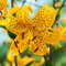 COOTO Garten Lilien Zwiebeln Winterhart Mehrjährig – Gelb Tigerlilien Lilien Leichtlinni - Blumenzwiebeln Lilien – Blumen Deko für Garten und Balkon – Garten Lilien Pflanzen