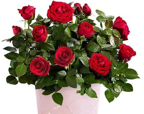 100pcs Red Miniature Rose Flower Seeds