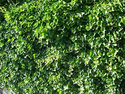 Lierre D'irlande Hibernica C 1, 5 Litres