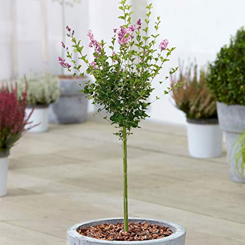 Syringa Palibin Tree | Potted Lilac Deciduous Ornamental Trees for Small Gardens | Straight Standard Stem Lollipop Tree | Garden Plants… (70-80cm (Incl. Pot))