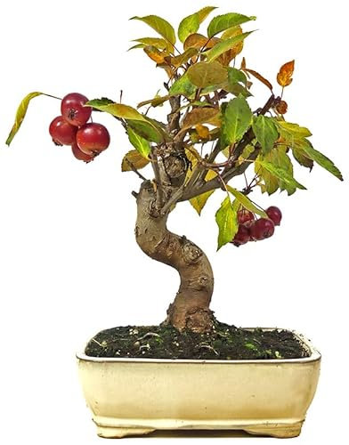 Bonsái Manzano Planta Natural para Decorar el Hogar Bonsái Mediterráneo