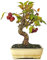 Bonsái Manzano Planta Natural para Decorar el Hogar Bonsái Mediterráneo