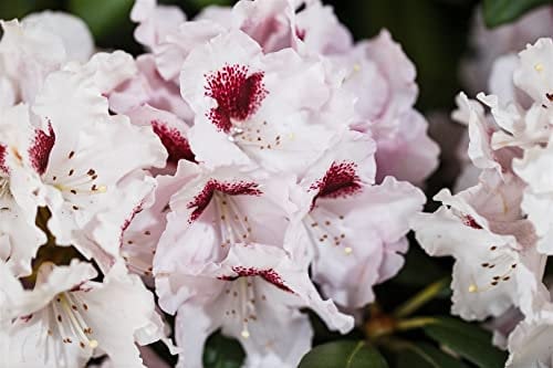 Rhododendron 'Graffito' 100-120 cm Ballen winterhart immergrün Kübelpflanze