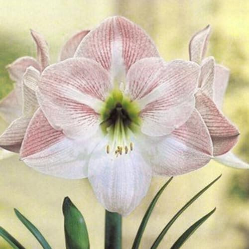 kiskick Natürliche gemischte Amaryllis-Samen, 200 Stück Blumensamen, produktiv, gentechnikfrei, frisch, natürliche gemischte Amaryllis-Samen, Gartenzubehör Weiß