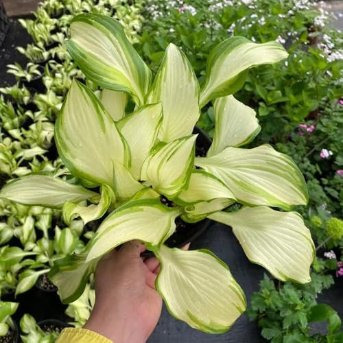 800 Pcs Funkien Hosta Winterhart Samen - Funkien Samen, Blumendeko, Pflanzen Für Sonnige Plätze Funkien Pflanze Samen, Wildblumen Balkonblumen, Schnittblumen Samen Geschenke Für Gartenfreunde,