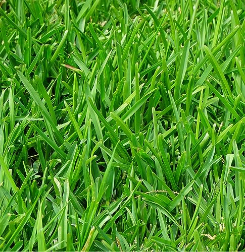 3 x Festuca Gautieri - Fétuque de gautier en conteneur 25-30cm