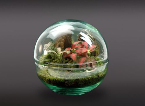 Garden Center Shop | Terrario Micro 12 × 12 cm | Ecosistema Natural en Cristal | Madera + Plantas | Nanogarden