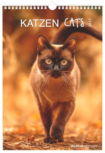 Katzen 2027: Wandkalender 23,7x34 cm mit Katzenmotiven, 4-sprachigem Kalendarium und Platz für Notizen