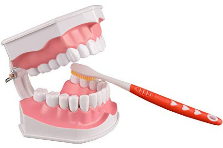 Ultrassist 2-fach vergrößertes Zahnmodell ohne Zunge, ideales Modell zum Zähneputzen für Kinder, inkl. Zahnbürste, zahnmedizinisches Lehrmaterial