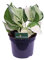 Pianta di Pothos Pianta di Scindapsus pianta da interno pianta ornamentale di Pohos pianta decorativa di Scindapsus pianta di Pothos vera venduta da eGarden.store (Happy Leaf)