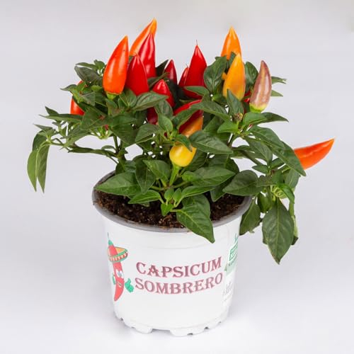 Zierpaprika 'Acapulco Multicolor', Spanischer Pfeffer, Capsicum anuum, 6er-Set, Topf 10,5 Ø