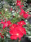 Rosa Alexander von Humboldt ® - Hochstammrose - ADR Rose - Kordes Rose