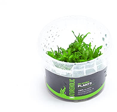 Pogostemon helferii - NatureHolic In-Vitro Aquarium Moos für Garnelen Aquarium