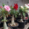 PERZOE 200 Stück Adenium Desert Rose Blumensamen, Stauden, Garten, Balkon, Pflanzendekoration Samen der Wüstenrose