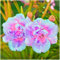 Wonderful Daylily Bulbs Mix for Planting Now UK/Cut Flowers/Good for Containers/Greening Flower/Strong Plants That Grow Well/Natural Organic/Wedding Flowers.-5bulbs-F