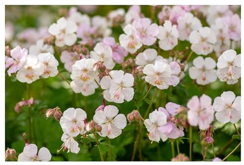 3 x Geranium cantabrigiense 'Biokovo' (Winterhart/Stauden/Staude/Bodendecker/Mehrjährig/Immergrün) Cambridge Storchschnabel - Robuste Schönheit für langanhaltende Blütenfreude - von Stauden Gänge
