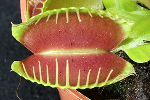 fleischfressende Pflanze, Venusfliegenfalle, Dionaea muscipula, 8-12cm