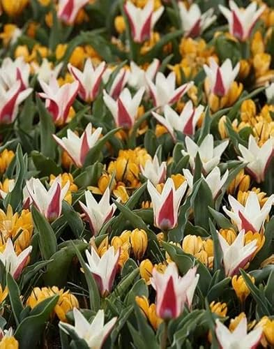 Mega-Pack Tulpe-Krokus Mix Freaky Spring, mehrjährig und winterhart, gute Verwilderung, Nektarspender für Insekten, Wuchshöhe 15-25 cm