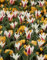 Mega-Pack Tulpe-Krokus Mix Freaky Spring, mehrjährig und winterhart, gute Verwilderung, Nektarspender für Insekten, Wuchshöhe 15-25 cm