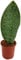 Fangblatt - Sansevieria masoniana Mason's Congo - dekorativer Bogenhanf - breites Blatt Sukkulente - pflegeleichte Zimmerpflanze (Ø 9 cm, ↑ 12 cm)