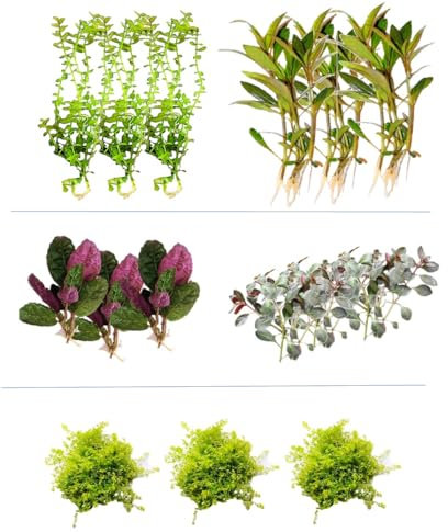 Floratica Super Mix Bundle V1 80Lt - 160lt - 240lt Live Aquarium Plants Tropical Fish Tank Shrimp Safe Snail Free (240lt)