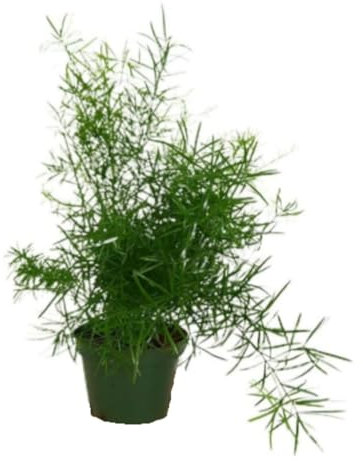 Planta natural de interior Esparraguera Asparagus Sprengeri, 20 cm. Planta colgante de follaje fino y plumoso, ideal para interiores y balcones. Segura Garden.