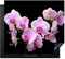 KitchenYeah© Herdabdeckplatte Einteilig Herdabdeckung Abdeckplatte für Ceranfeld Abdeckung Induktionskochfeld Aufrollbare Matte Pink - Orchidee - Blumen - Rosa - Flora - 59x52 cm