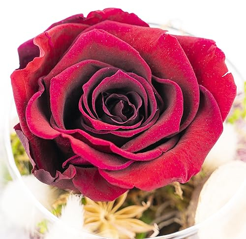 Ewige Rose im Glas - handgefertigt - Bunte Infinity Rosen Blumen Deko Geschenke, konservierte Rosen Rosenkopf im Glas mit Geschenkbox 3 Jahre haltbar (Dunkel Rot)