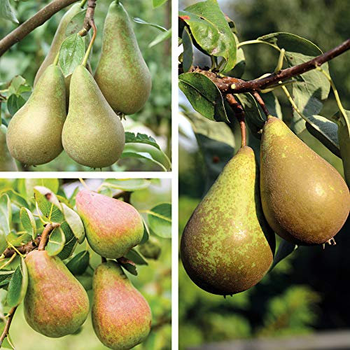 Thompson & Morgan Hardy Pear Fruit Tree ‘Family Pear Tree’ Variety, Self-Fertile Garden Plant, Highly Attractive to Pollinators, High Yielding Ideal for Kitchen Gardens 1 x Bare Root