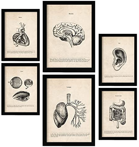 Nacnic Organe Postern. Medizinische Illustrationen im Vintage Stil von Anatomie, Körperteilen, Knochen und Muskeln. Innenarchitektur und Dekoration. A4 & A3 Schwarze Rahmen.