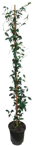 Plant in a Box - Trachelospermum jasminoides 'Pink Showers' - Jasmin XL - Grimpante rustique - Pot 17cm - Hauteur 110-120cm