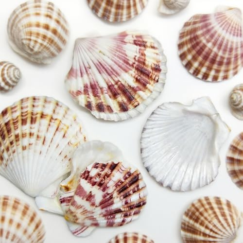 MHYMX Seashells, 80 Pcs Scallop Shells for Crafting Flat Craft Shells Large Seashell Mixed Bulk Sea Shell for DIY Home Beach Wedding Party Decor(4-5 CM)