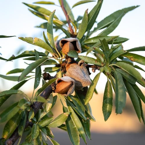 6 pcs mandelbaum winterhart samen - Prunus Dulcis - biosaatgut, balkon pflanzen mandelbaum kaufen blumen garten, kübelpflanzen winterhart topfpflanzen echt, gartensamen bonsai baum,
