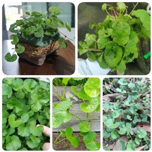 500 piezas Semillas de plantas de centella asiática jardín de piedras plantas resistente hierbas culinarias regalo sostenible de jardinería Planta de balcón semillas orgánicas plantas