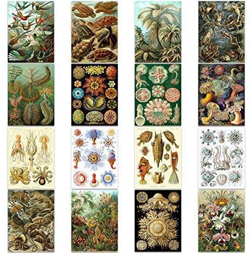 Artery8 Ernst Haeckel Kunstformen Der Natur Plates Nature Vintage Various Biology Art Print Poster Home Decor Premium Pack of 16 Kunstformen der Natur Teller Natur Jahrgang Biologie Zuhause Deko