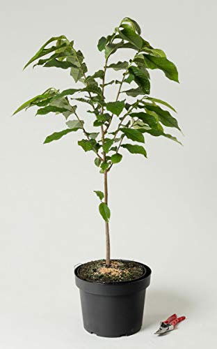 Indianerbanane - Asimina triloba 80-100 cm hoch - Garten von Ehren