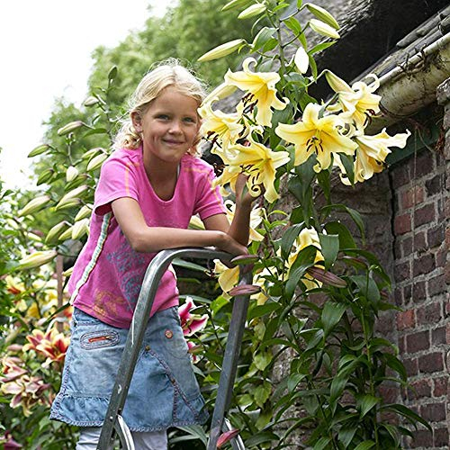 COOTO Garten Lilien Zwiebeln Winterhart Mehrjährig – Gelb Baumlilien Honeymoon - Blumenzwiebeln Lilien – Blumen Deko für Garten und Balkon – Garten Lilien Pflanzen für Viele Jahre