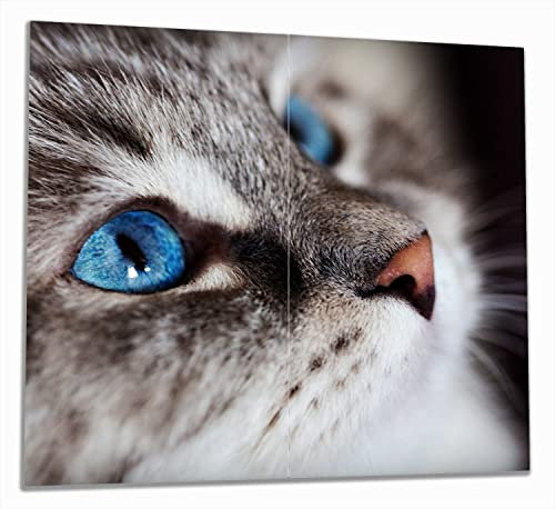 Wallario Herdabdeckplatte/Spritzschutz aus Glas, 2-teilig, 60x52cm, für Ceran- und Induktionsherde, Katze mit strahlend blauen Augen