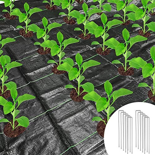 GIONAR 2x4M Weed Control Membrane with Holes, Weed Barrier