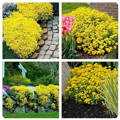 Semi Di Aubrieta Crescione, Seme Aubretia fiori Perenni per Giardino Roccioso, Resistenti al Freddo, 500 Semi, Aubrieta seeds (giallo)