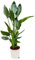 Paradiesvogelblume - Strelitzia Reginae Zimmerpflanze - 100cm - Ø19cm