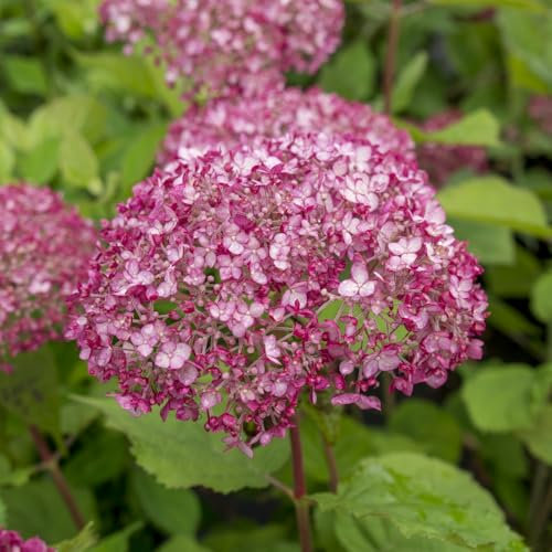 Hydrangea arborescens 'Annabelle', RHS AGM Winner with Enormous Spherical White Flowers, Ideal for Shady Borders, 2X 3.6 Litre Pots by Thompson and Morgan