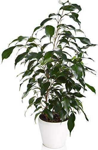 Ficus Danielle | 30-40cm getopfte innen Pflanze | Premium Pflanzengeschenk zum Verkauf